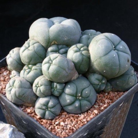 Lophophora_williamsii_forma_caespitosa